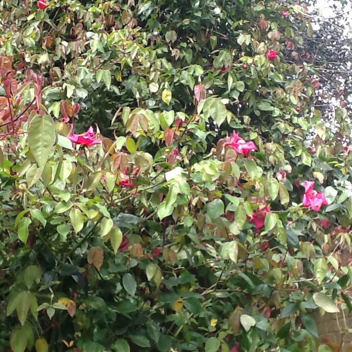 Rosa chinensis 'Crimson Bengal'