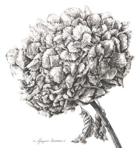 Large Hydrangea head in pen & ink on paper.