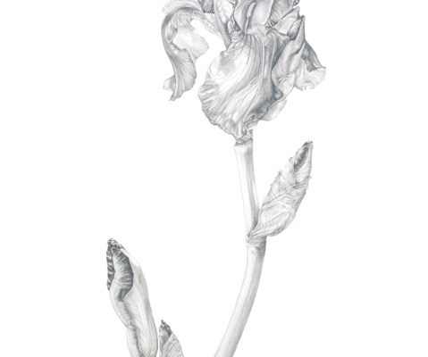 A bearded Iris in Graphite on Bristol board