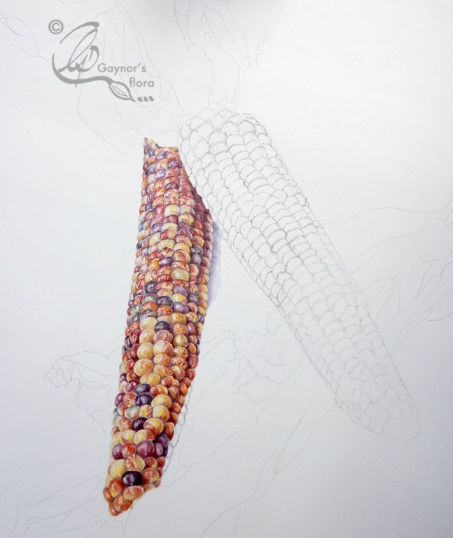 The botanical art demonstration - Indian corn in coloured pencil