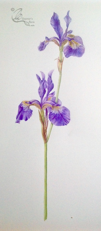 Sibirica Iris in Watercolour