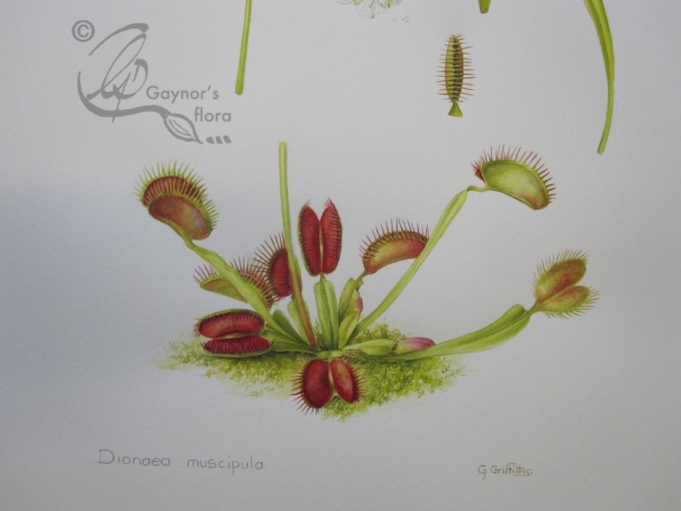 Part of a work by G. Griffiths