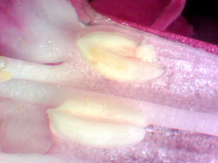 Fuchsia micrphylla stamens