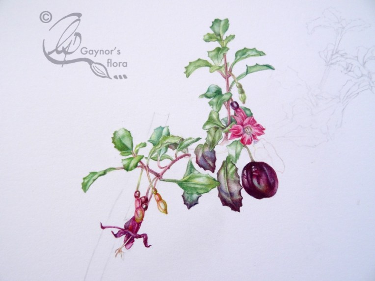 Fuchsia Microphylla botanical art progression - change point!