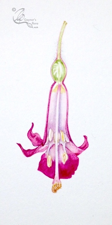 Fuchsia microphylla longitudinal section of flower, magnified x 4