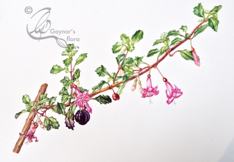 Fuchsia microphylla side branch - magnified x 2