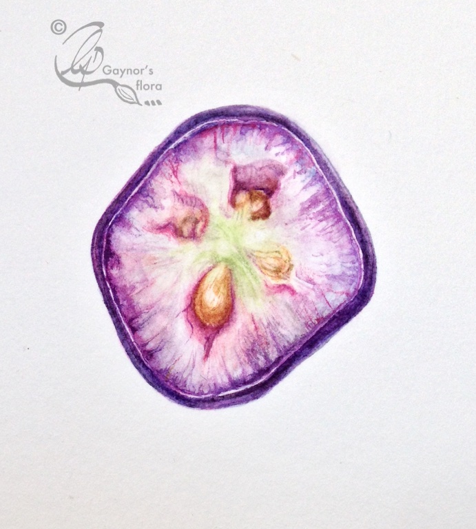 Fuchsia microphylla cross-section of fruit. Magnified x 3