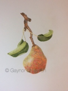 Juicy Pear - Coloured pencil