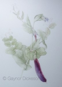 Purple peas from the garden. Watercolour