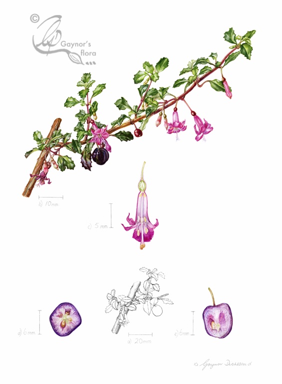 Fuchsia microphylla from Chelsea Physic Garden, in watercolour with ink.