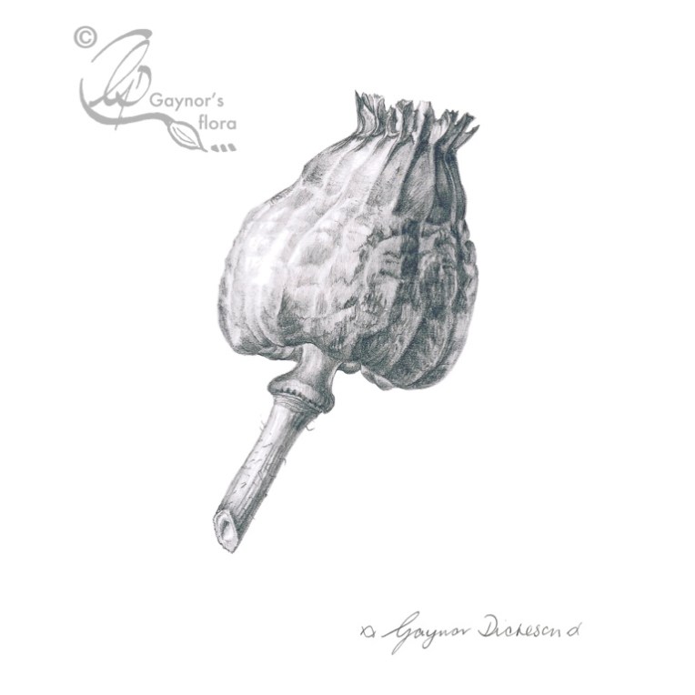 Poppy seedcase in graphite