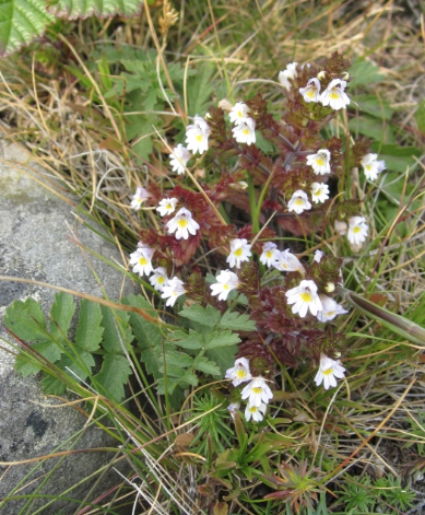 Flora from Mølen