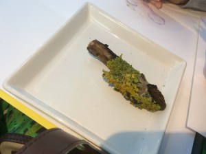 The piece if wood with lichen