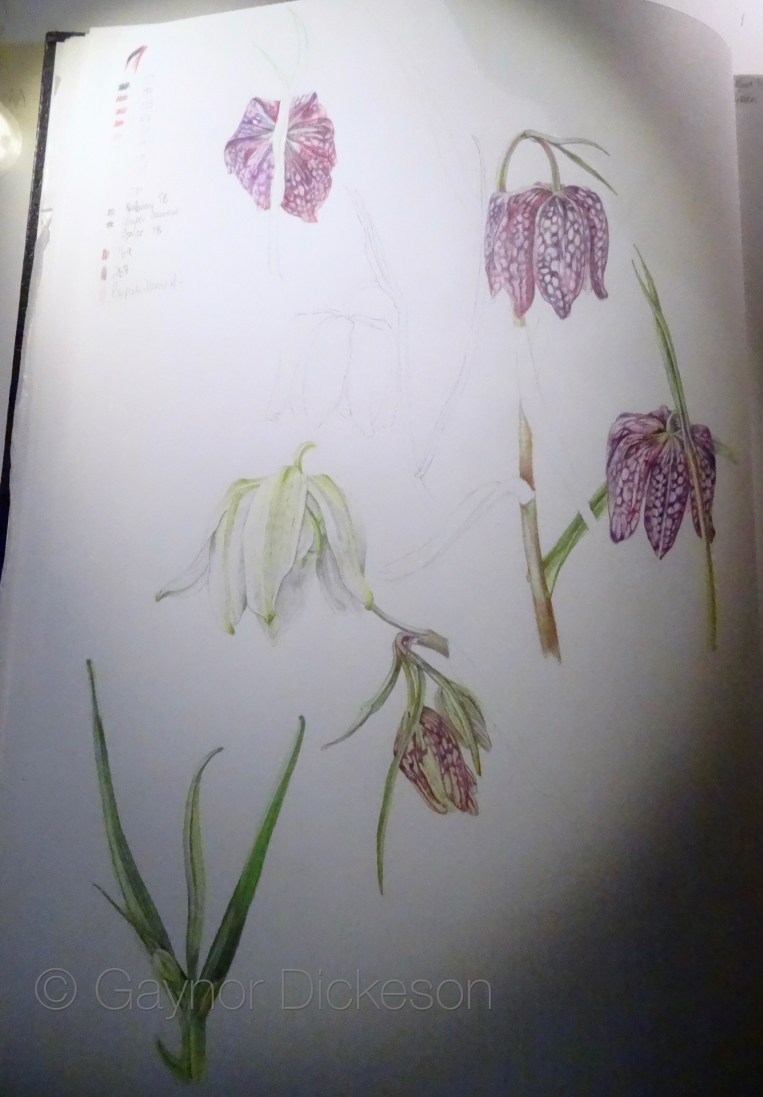 Fritillaria meleagris in coloured pencil.