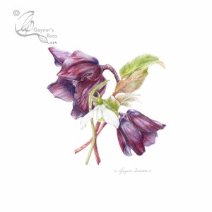 Light against dark - Snowdrop protected by Hellebores. Coloured pencil.