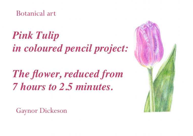 Pink tulip CP flower fast
