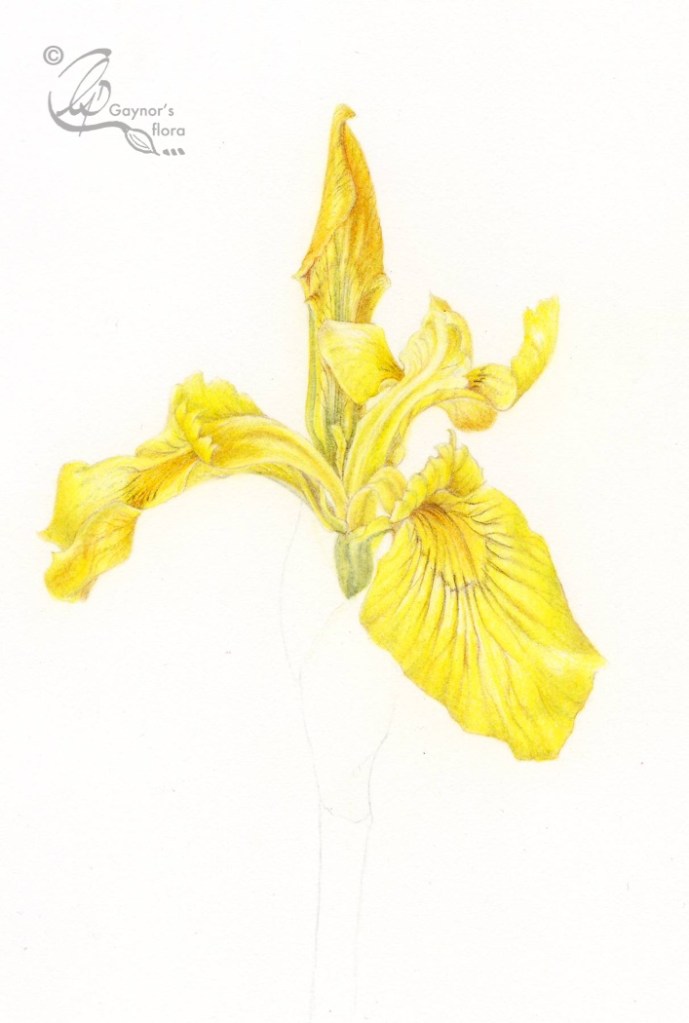 © 09.Iris pseudacorus