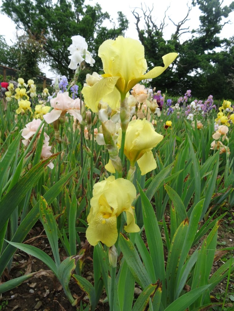 Iris Benton Apollo