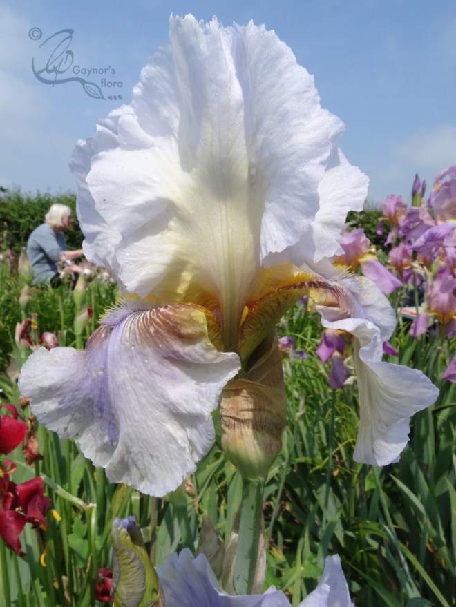 Iris Benton Farewell, in all its glory.