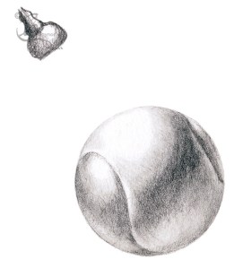 What has this got to do with botanical art? Find out in the botanical art course.