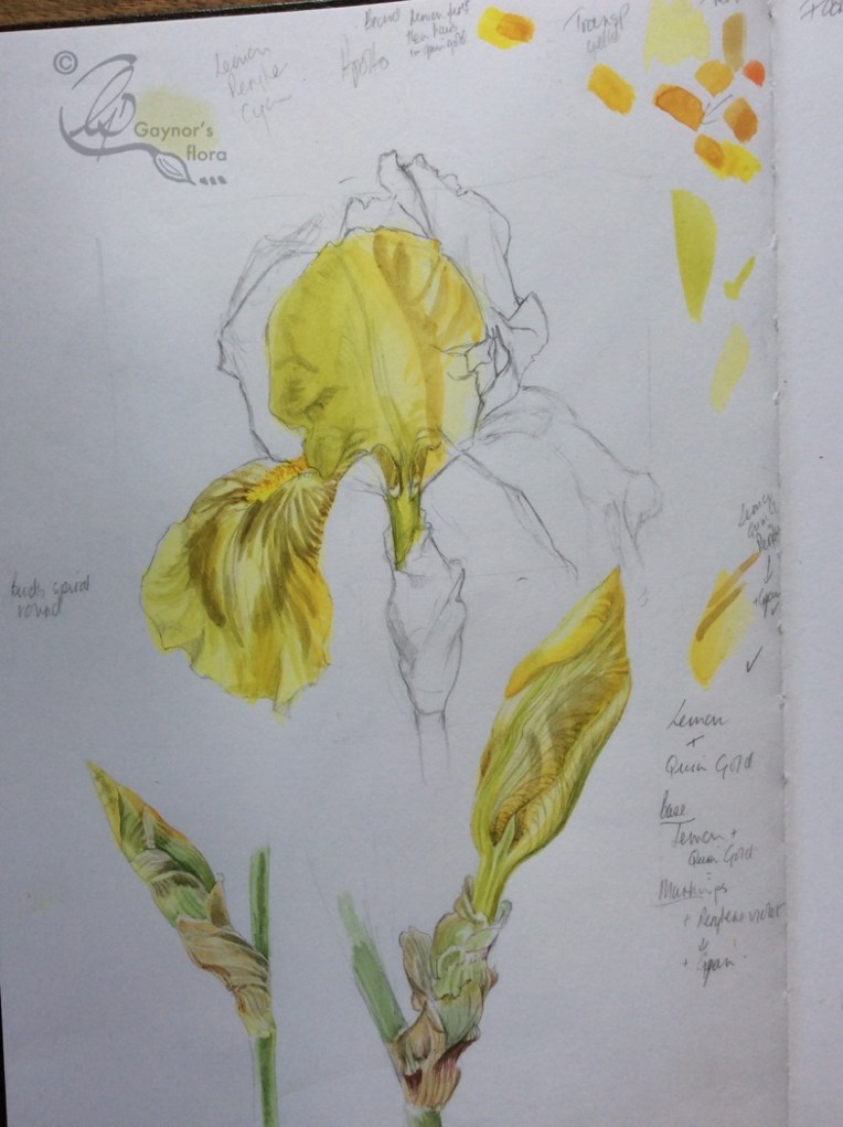 Benton Apollo sketch done in situ. 