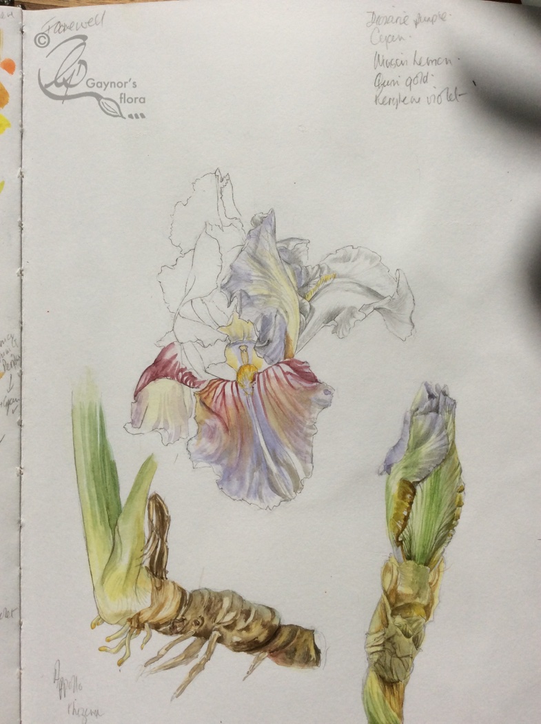 Some sketches from my sketchbook done in the garden