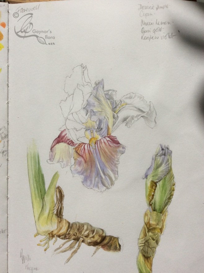 Some sketches from my sketchbook done in the garden