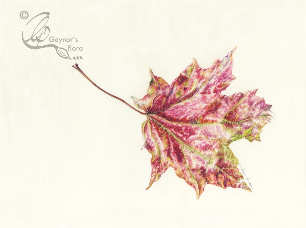 Maple leaf. Watercolour on Kelmscott vellum