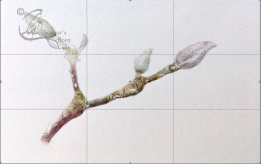 Magnolia x soulageana terminal buds in watercolour.