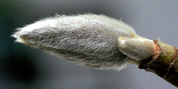 Furry Magnolia x solangeana bud