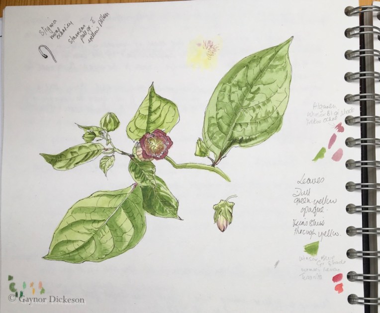 Atropa Belladonna - Deadly Nightshade.