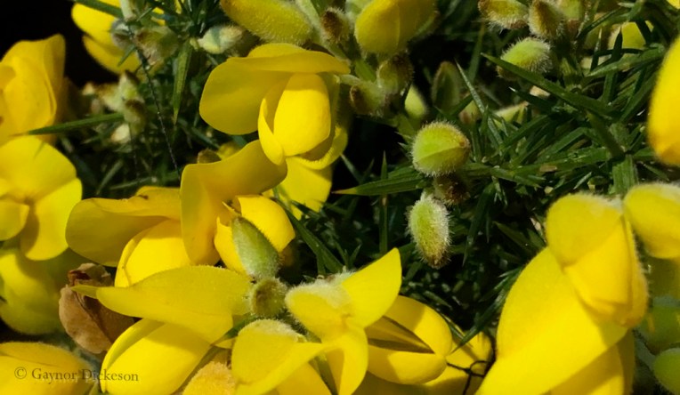 Gorse (Ulex), a native species to the UK.