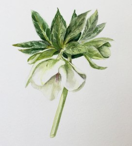 Hellebore in watercolour