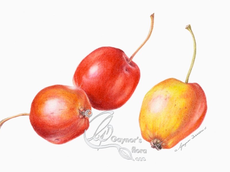 Two's company, three is a crowd. Crab apples in colour pencil on hot pressed paper.