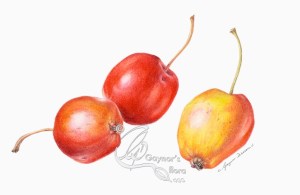 Two's company, three is a crowd. Crab apples in colour pencil on hot pressed paper.