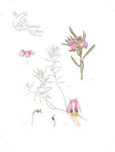 Andromeda polifolia - Bog rosemary in watercolour and graphite in hot pressed paper.