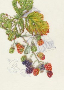 Autumn blackberry branch. Watercolour on Kelmscott vellum