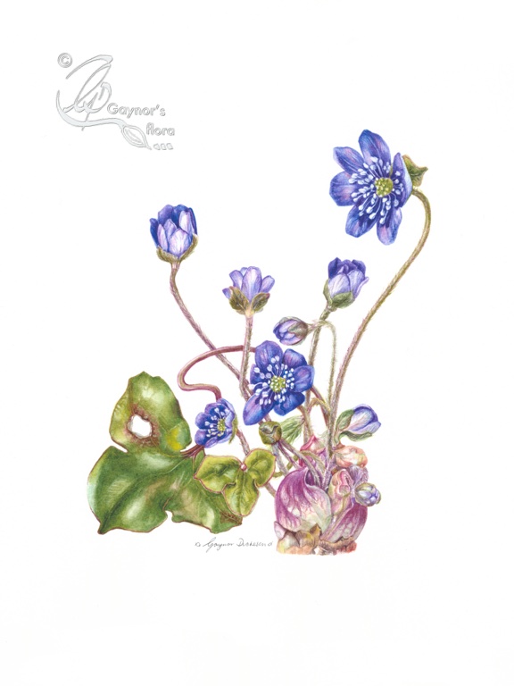 Blåveis - Liverwort - Hepatica nobilis. Watercolour on hot pressed paper.