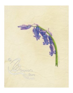 English Bluebell bowing to the left - Watercolour on natural calf-skin vellum.