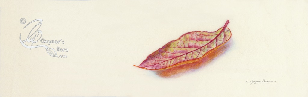 High bush Blueberry leaf facing down. Watercolour on natural calf-skin vellum
