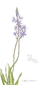 Camassia quamash in colour pencil