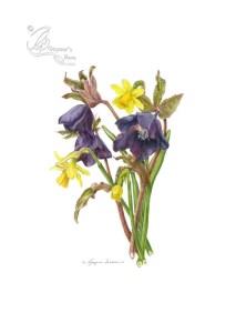 Hellebores and daffodils in colour pencil on hot pressed paper.