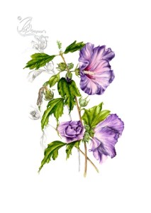 Hibiscus syriacus in watercolour and graphite on hot pressed paper.
