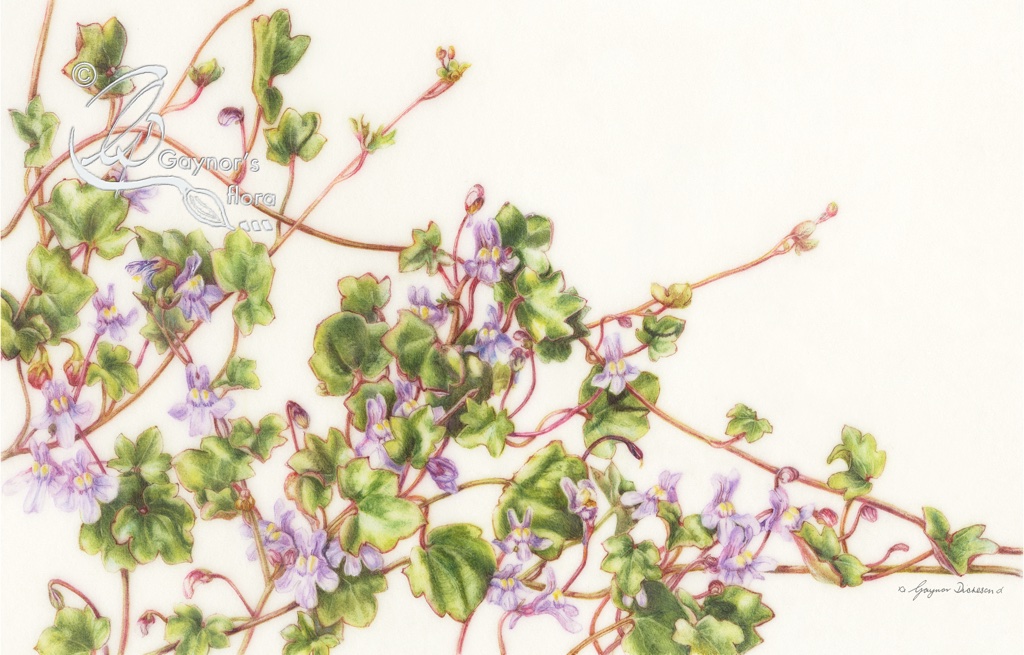 Ivy-leaved Toadflax. Watercolour on natural calf-skin vellum