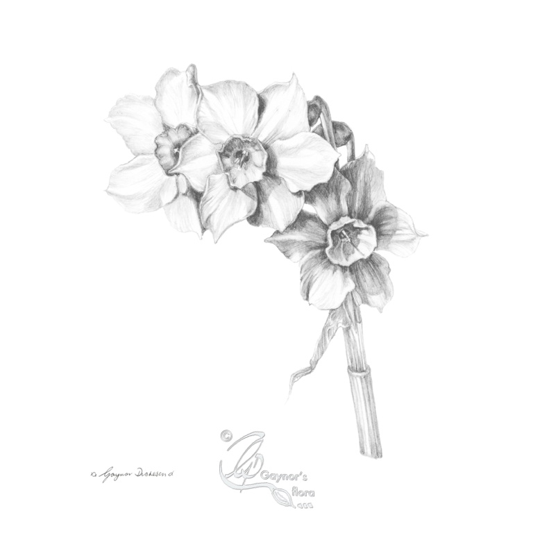 Jonquil stem in graphite