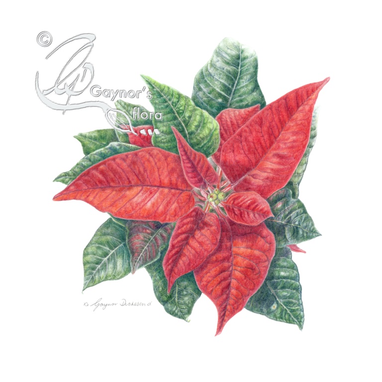 Poinsettia in colour pencil on hot pressed paper.