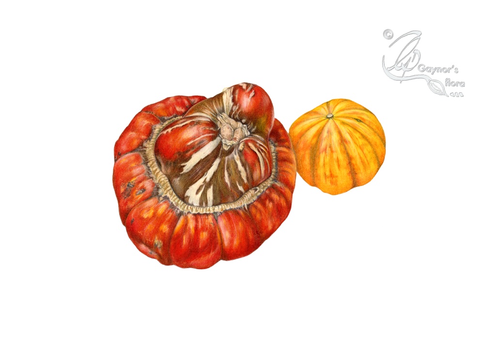 Turk's turban and Sugar pie pumpkins in colour pencil.