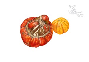 Turk's turban and Sugar pie pumpkins in colour pencil.