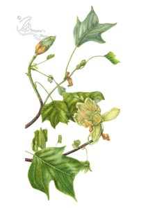 Tulip tree in colour pencil on hot pressed paper
