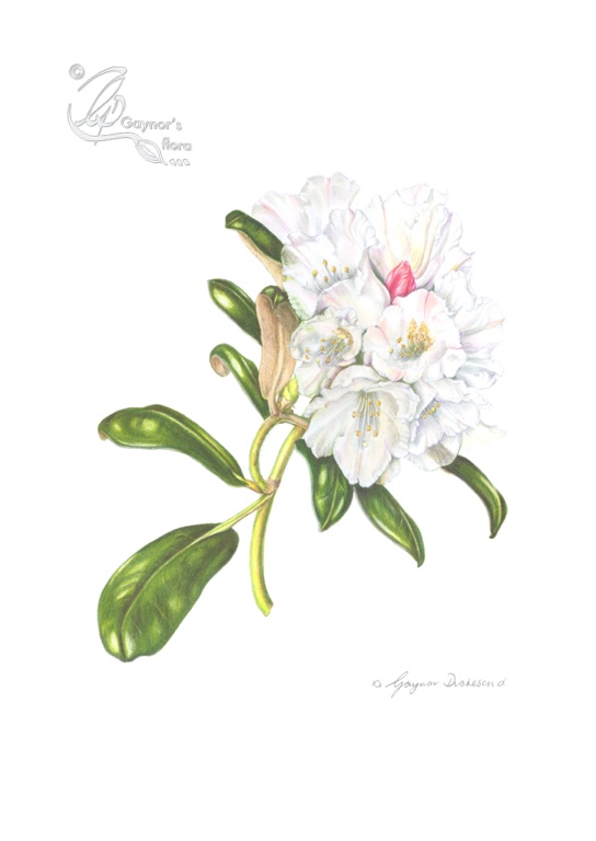 White Yakushimanum Rhododendron in colour pencil